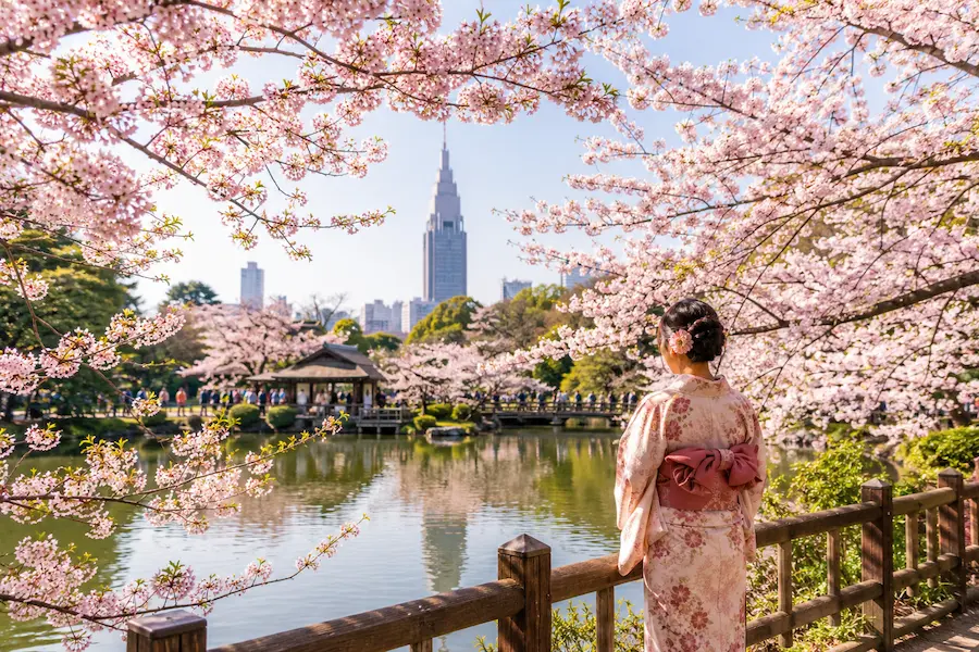 Cherry blossoms in Tokyo, Japan