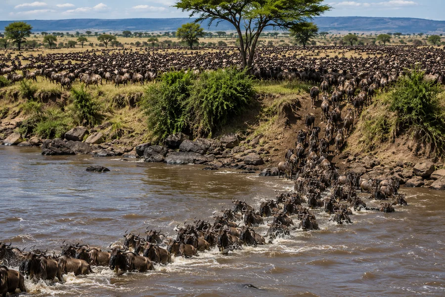 Great wildebeest migration between Tanzania and Kenya