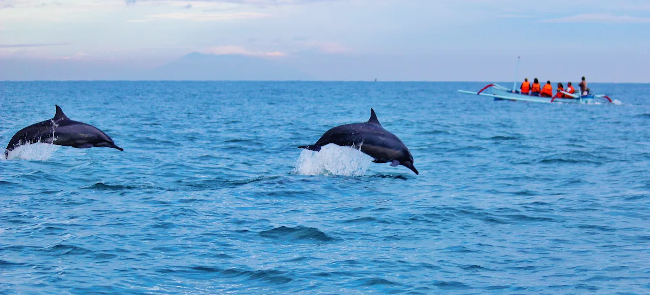 Observation des dauphins à Majorque