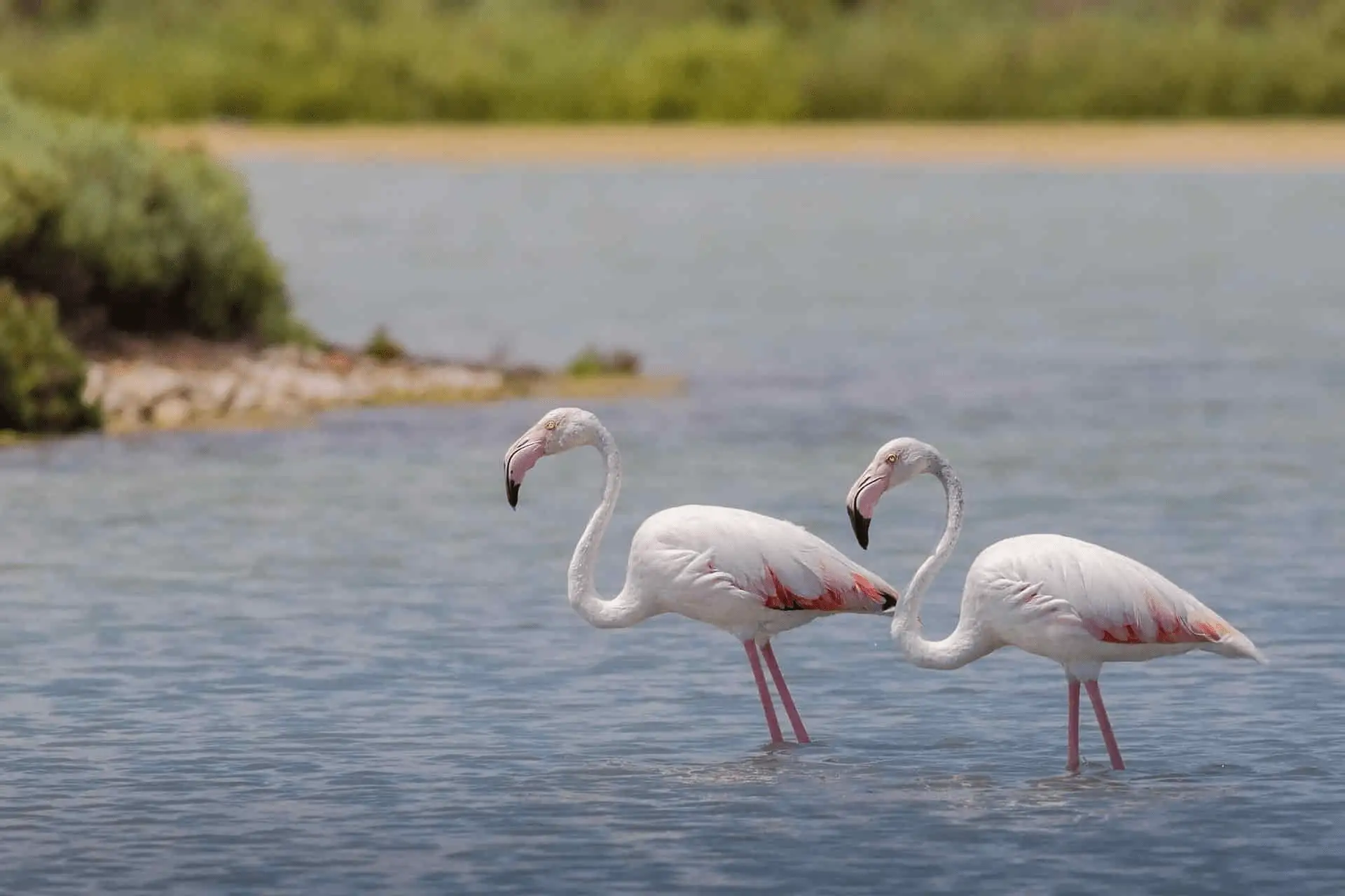 Pink Flamingos at Ras Al Khor