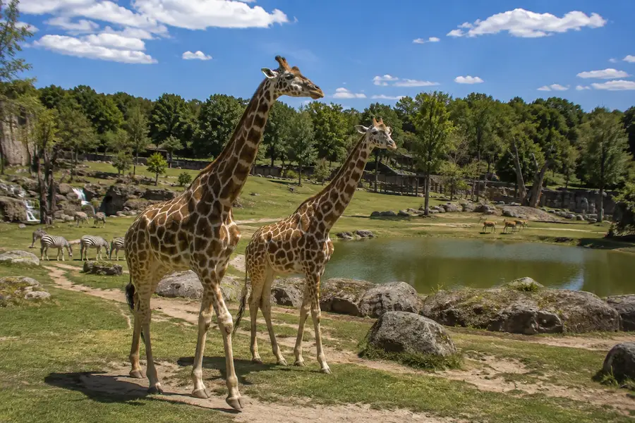 Zoo de La Flèche en France