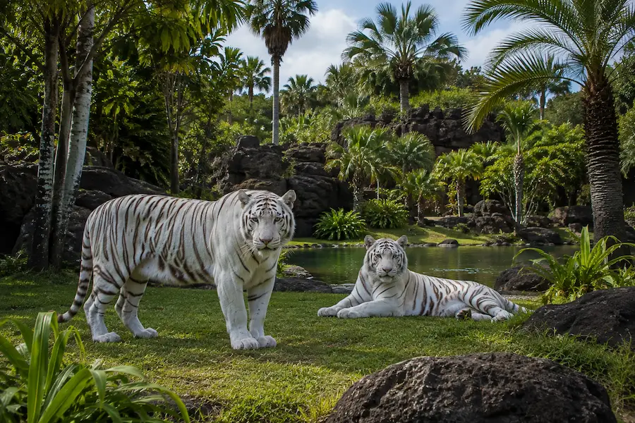 Loro Parque à Tenerife