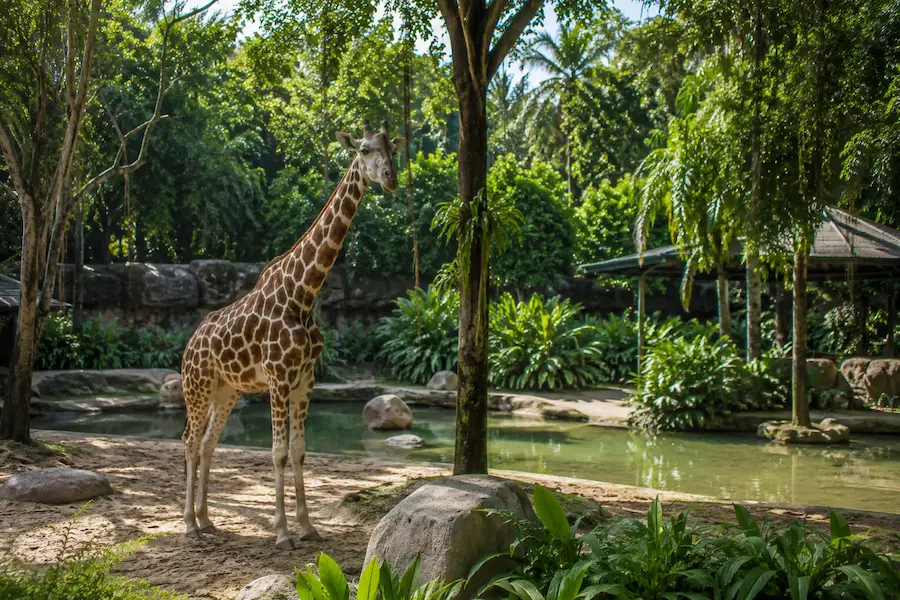 Singapore Zoo à Singapour