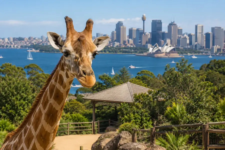 Taronga Zoo à Sydney en Australie
